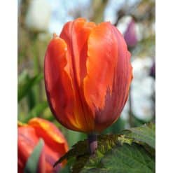 Tulipan 'Prince-sorter' Hermitage str. 11/12 100stk.