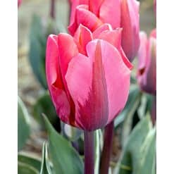 Tulipan 'Prince-sorter' Pretty Princess str. 11/12 100stk.