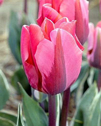 Tulipan 'Prince-sorter' Pretty Princess str. 11/12 100stk.