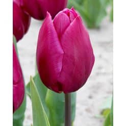 Tulipan 'Prince varieties' Single tidlig 'Prince' Purple Prince 100stk.