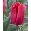 Tulipan 'Prince-sorter' Red Paradise str. 11/12 100stk.
