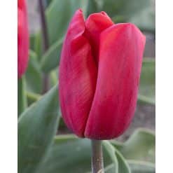 Tulipan 'Prince-sorter' Red Paradise str. 11/12 100stk.
