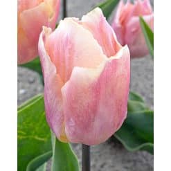 Tulipan 'Prince varieties' Single tidlig 'Prince' Salmon Prince 100stk.