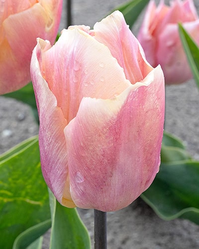 Tulipan 'Prince-sorter' Salmon Prince str. 11/12 100stk.
