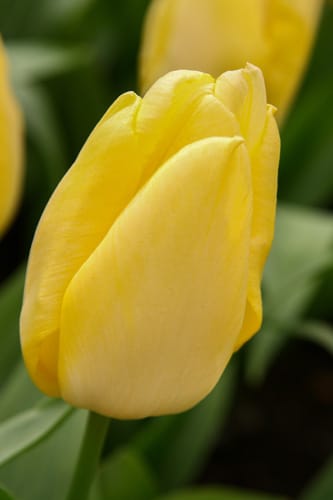 Tulipan 'Prince varieties' Single tidlig 'Prince' Sunny Prince 100stk.