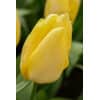 Tulipan 'Prince-sorter' Sunny Prince str. 11/12 100stk.