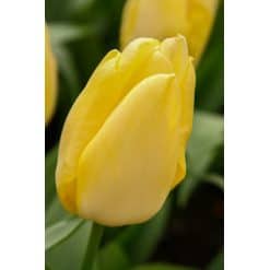 Tulipan 'Prince-sorter' Sunny Prince str. 11/12 100stk.