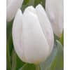 Tulipan 'Prince-sorter' White Prince str. 11/12 100stk.
