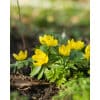 Erantis ERANTHIS cilicica 100 stk. str. 4/5
