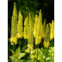 Steppe-lilje stenophyllus 10 stk. str. I