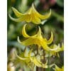 Hundetandslilje Erythronium Pagoda 50 stk. str. I 2 <h2 data-start="118" data-end="194">Hundetandslilje <em data-start="137" data-end="175">Erythronium revolutum ‘White Beauty’</em> – 50 stk. str. I</h2> <p data-start="196" data-end="677">Hundetandslilje <em data-start="212" data-end="228">‘White Beauty’</em> er en yndefuld og eftertragtet sort, som blomstrer i april–maj med elegante, nikkende blomster i ren hvid med en gylden midte. De kronblade, der bøjer sig smukt bagud, giver planten et særligt raffineret udtryk. Løvet er marmoreret i grønt og brunt og tilfører ekstra prydværdi, også når planten ikke blomstrer. <em data-start="541" data-end="579">Erythronium revolutum ‘White Beauty’</em> er ideel til skovhaver, naturbede og under buske, hvor den over tid danner romantiske kolonier.</p> Hundetandslilje Erythronium Pagoda 50 stk. str. I