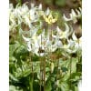Hundetandslilje Erythronium revolutum White Beauty 50 stk. str. I