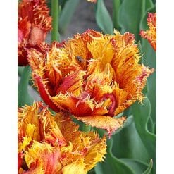 Tulipan Fringed double Bastia Str. 12/+ – 100 stk.