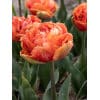 Tulipan Fringed double Brisbane Str. 11/12 – 100 stk.