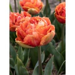 Tulipan Fringed double Brisbane Str. 11/12 – 100 stk.