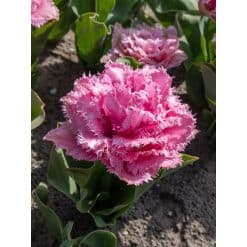 Tulipan Fringed double Cairns Str. 11/12 – 100 stk.