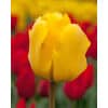 Tulipan Fringed single Crystal Star Str. 12/+ – 100 stk. 1 <h3 data-start="177" data-end="232"><strong data-start="177" data-end="230">Tulipan LILY FLOWERED Mix – Str. 11/12 – 100 stk.</strong></h3> <p data-start="234" data-end="700">Denne smukke blanding af liljeblomstrede tulipaner byder på et festfyrværkeri af farver og elegance i haven. De slanke, spidse kronblade og den karakteristiske liljeform gør disse tulipaner til noget helt særligt. Farverne spænder fra klare røde og gule til sarte hvide, rosa og lilla toner, hvilket giver et levende og kontrastfuldt udtryk i forårsbedet. Blandingen blomstrer i maj og tilfører højde, ynde og variation, perfekt til både bede, krukker og buketter.</p> Tulipan Fringed single Crystal Star Str. 12/+ – 100 stk.