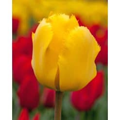 Tulipan Fringed single Crystal Star Str. 12/+ – 100 stk.