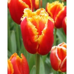 Tulipan Fringed single Davenport Str. 11/12 – 100 stk.
