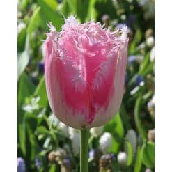 Tulipan Fringed single Fancy Frills Str. 12/+ – 100 stk.