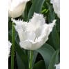 Tulipan Fringed single Honeymoon Str. 12/+ – 100 stk. 2 <h3 data-start="149" data-end="211"><strong data-start="149" data-end="209">Tulipan FRINGED SINGLE ‘Labrador’ – Str. 12/+ – 100 stk.</strong></h3> <p data-start="213" data-end="708">‘Labrador’ er en dramatisk og eksklusiv frynsetulipan med store, purpurrøde til næsten sorte blomster, smukt afsluttet med elegante frynsede kronblads-kanter. Den mørke, fløjlsagtige farve giver et luksuriøst og mystisk udtryk i haven, især når den plantes sammen med lysere tulipaner for kontrast. Med løgstørrelse 12/+ får du ekstra kraftige planter og større blomster, som står flot på robuste stængler i det sene forår. Perfekt i både bede, krukker og som en markant snitblomst i buketter.</p> Tulipan Fringed single Honeymoon Str. 12/+ – 100 stk.