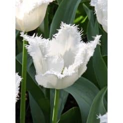 Tulipan Fringed single Honeymoon Str. 12/+ – 100 stk.