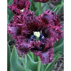 Tulipan Fringed single Labrador Str. 12/+ – 100 stk.