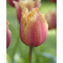 Tulipan Fringed single Lambada Str. 11/12 – 100 stk.