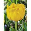 Tulipan Fringed double Mon Amour Str. 11/12 – 100 stk.