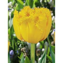Tulipan Fringed double Mon Amour Str. 11/12 – 100 stk.