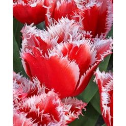 Tulipan Fringed single New Santa Str. 11/12 – 100 stk.