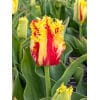 Tulipan Fringed single Phantom Str. 12/+ – 100 stk. 2 <h3 data-start="149" data-end="211"><strong data-start="149" data-end="209">Tulipan FRINGED SINGLE ‘Versaci’ – Str. 11/12 – 100 stk.</strong></h3> <p data-start="213" data-end="655">‘Versaci’ er en elegant og iøjnefaldende frynsetulipan, der kombinerer luksus og farvespil. Blomsterne har en intens pink til karminrød grundfarve, smukt fremhævet af dekorative, hvidt frynsede kanter. Denne kontrast giver et eksklusivt og festligt udtryk i haven, og sorten er et sikkert valg til både bede, krukker og buketter. Med sine stærke stængler og lange blomstringstid er ‘Versaci’ både smuk i haven og fremragende som snitblomst.</p> Tulipan Fringed single Phantom Str. 12/+ – 100 stk.