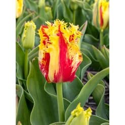 Tulipan Fringed single Phantom Str. 12/+ – 100 stk.