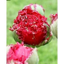 Tulipan Fringed double Qatar Str. 11/12 – 100 stk.