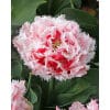 Tulipan Fringed double Queensland Str. 11/12 – 100 stk. 1 <h3 data-start="154" data-end="221"><strong data-start="154" data-end="219">Tulipan FRINGED DOUBLE ‘Snow Crystal’ – Str. 11/12 – 100 stk.</strong></h3> <p data-start="223" data-end="690">‘Snow Crystal’ er en eksklusiv dobbeltblomstrende frynsetulipan, der udmærker sig med sine fyldige, snehvide blomster. Kronbladene er tæt fyldte og smukt afsluttet med elegante, krystallignende frynser, der giver blomsten et luksuriøst og nærmest iskrystalagtigt udtryk. Denne sort blomstrer i det sene forår og skaber et romantisk og raffineret præg i både bede og krukker. Den er samtidig særdeles velegnet som snitblomst, hvor dens fyldige blomster holder længe.</p> Tulipan Fringed double Queensland Str. 11/12 – 100 stk.