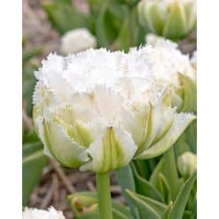 Tulipan Fringed double Snow Crystal Str. 11/12 – 100 stk.