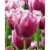 Tulipan Fringed single Cummins NEW Str. 12/+ – 100 stk. 1 <h3 data-start="153" data-end="219"><strong data-start="153" data-end="217">Tulipan FRINGED SINGLE ‘Crystal Star’ – Str. 12/+ – 100 stk.</strong></h3> <p data-start="221" data-end="647">‘Crystal Star’ er en iøjnefaldende frynsetulipan med strålende gule blomster, smukt afsluttet med krystallignende frynsede kronblads-kanter. Den blomstrer i det sene forår og tilfører haven et festligt og solrigt udtryk. Med løgstørrelse 12/+ får du ekstra kraftige planter og endnu større blomster, der står flot og robust på stærke stængler. En smuk sort, der passer perfekt i både bede, krukker og som holdbar snitblomst.</p> Tulipan Fringed single Cummins NEW Str. 12/+ – 100 stk.