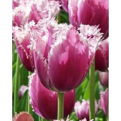 Tulipan Fringed single Cummins NEW Str. 12/+ – 100 stk.