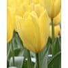 Tulipan FOSTERIANA Candela Str. 11/12 – 100 stk.