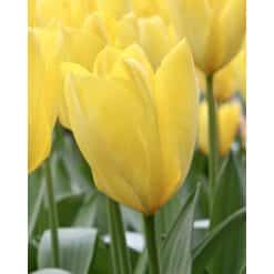 Tulipan FOSTERIANA Candela Str. 11/12 – 100 stk.