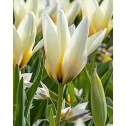 Tulipan FOSTERIANA Concerto Str. 12/+ – 100 stk.