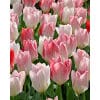 Tulipan FOSTERIANA Flaming Purissima Str. 12/+ – 100 stk. 2 <h3 data-start="154" data-end="221"><strong data-start="154" data-end="219">Tulipan FOSTERIANA ‘Love Valley’ (NEW) – Str. 12/+ – 100 stk.</strong></h3> <p data-start="223" data-end="701">‘Love Valley’ er en ny og spændende Fosteriana-tulipan, der kombinerer tidlig blomstring med et elegant farvespil. De store blomster har en hvid grundfarve, som smukt prydes af delikate røde flammer og striber, hvilket giver et romantisk og eksklusivt udtryk. Med løgstørrelse 12/+ får du ekstra kraftige planter og store blomster, der lyser haven op allerede i det tidlige forår. Sorten er ideel til både bede, krukker og som snitblomst, hvor den holder sig frisk i lang tid.</p> Tulipan FOSTERIANA Flaming Purissima Str. 12/+ – 100 stk.