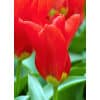 Tulipan FOSTERIANA Madame Lefeber Str. 12/+ – 100 stk. 2 <h3 data-start="152" data-end="217"><strong data-start="152" data-end="215">Tulipan FOSTERIANA ‘Orange Emperor’ – Str. 11/12 – 100 stk.</strong></h3> <p data-start="219" data-end="613">‘Orange Emperor’ er en af de mest populære Fosteriana-tulipaner med sine store, strålende orange blomster, ofte med et let skær af abrikos og en gylden base. Den blomstrer tidligt i foråret og giver haven et varmt og kraftfuldt farvespil allerede i marts–april. Sorten er kendt for sine stærke stængler og lange blomstringstid, hvilket gør den velegnet både i bede, krukker og som snitblomst.</p> Tulipan FOSTERIANA Madame Lefeber Str. 12/+ – 100 stk.