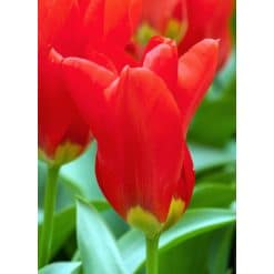 Tulipan FOSTERIANA Madame Lefeber Str. 12/+ – 100 stk.