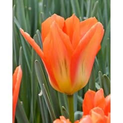 Tulipan FOSTERIANA Orange Emperor Str. 12/+ – 100 stk.