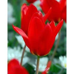 Tulipan FOSTERIANA Princeps Str. 12/+ – 100 stk.