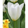 Tulipan FOSTERIANA Purissima Str. 12/+ – 100 stk.