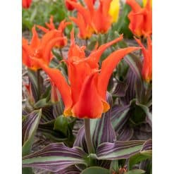 Tulipan FOSTERIANA Rigas Barikades Str. 12/+ – 100 stk.
