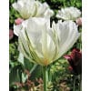 Tulipan FOSTERIANA White Valley (Exotic Emperor) Str. 12/+ – 100 stk. 2 <h3 data-start="154" data-end="221"><strong data-start="154" data-end="219">Tulipan KAUFMANNIANA ‘Goudstuk’ (NEW) – Str. 11/12 – 100 stk.</strong></h3> <p data-start="223" data-end="670">‘Goudstuk’ er en spændende nyhed blandt Kaufmanniana-tulipanerne – også kaldet “vandetulipaner”. Denne sort åbner sig bredt i solen og fremviser store stjerneformede blomster i en klar gul farve, smukt kontrasteret af en rød midterstribe på kronbladene. De lave, tidligt blomstrende planter er perfekte til forårsbedets forkant, stenbede og krukker. Med sine dekorative blade og sit livlige farvespil er ‘Goudstuk’ en sikker forårsglæde i haven.</p> Tulipan FOSTERIANA White Valley (Exotic Emperor) Str. 12/+ – 100 stk.