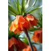 Kejserkrone imp. Rubra Maxima 10 stk. str. 24/+